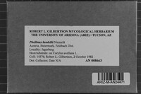 Phellinus lundellii image