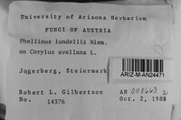 Phellinus lundellii image