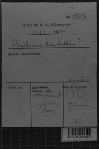 Phellinus lundellii image