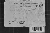 Phellinus lundellii image