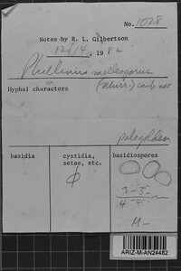 Fulvifomes melleoporus image