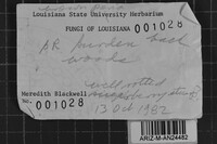 Fulvifomes melleoporus image