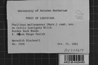 Fulvifomes melleoporus image