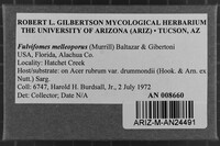 Fulvifomes melleoporus image