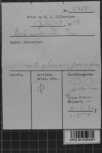 Fulvifomes melleoporus image