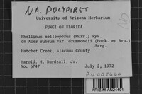 Fulvifomes melleoporus image