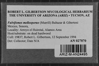 Fulvifomes melleoporus image