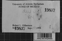 Fulvifomes melleoporus image