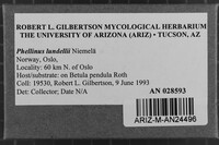 Phellinus lundellii image