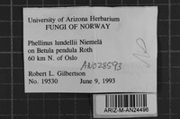 Phellinus lundellii image