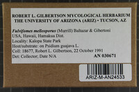 Fulvifomes melleoporus image