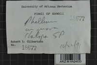 Fulvifomes melleoporus image