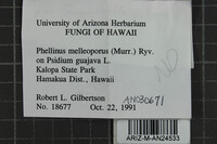 Fulvifomes melleoporus image