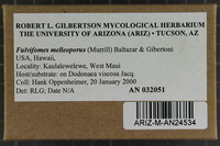 Fulvifomes melleoporus image