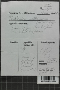 Fulvifomes melleoporus image