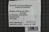 Fulvifomes melleoporus image