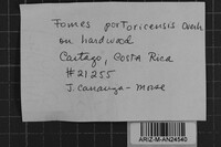 Inonotus portoricensis image