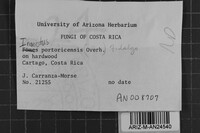 Inonotus portoricensis image