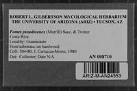 Fomes pseudosenex image