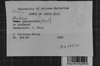 Fomes pseudosenex image