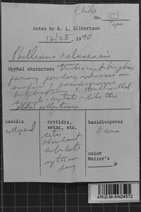 Phellinus ralunensis image