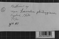 Phellinus ralunensis image