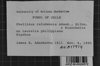 Phellinus ralunensis image