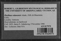 Phellinus ralunensis image