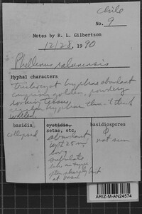 Phellinus ralunensis image