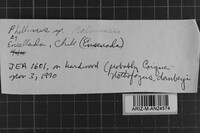 Phellinus ralunensis image