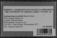 Leptosporomyces galzinii image