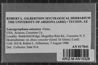 Leucogyrophana arizonica image