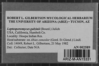 Leptosporomyces galzinii image
