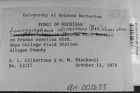 Leucogyrophana olivascens image