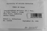 Leucogyrophana mollusca image