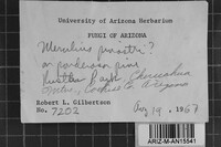 Leucogyrophana olivascens image