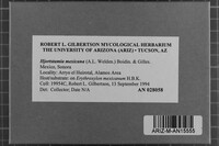 Hjortstamia mexicana image