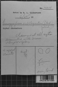 Amylocorticiellum subillaqueatum image