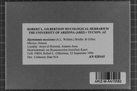 Hjortstamia mexicana image