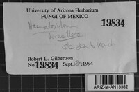 Hjortstamia mexicana image