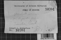 Gloeoporus ambiguus image