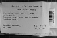 Byssomerulius corium image