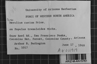 Byssomerulius corium image