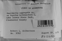 Mucronella calva image