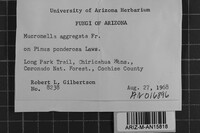 Mucronella calva image