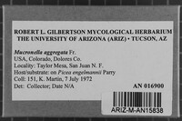 Mucronella calva image