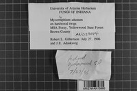 Mycorrhaphium adustum image