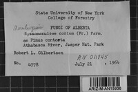 Byssomerulius corium image