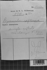 Byssomerulius corium image
