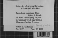 Peniophora aurantiaca image